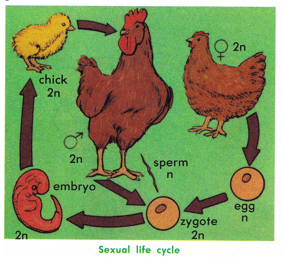 life-cycle